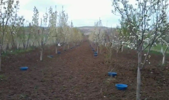Erzincan'da meyve bahçelerinde baklazınnı mücadelesi