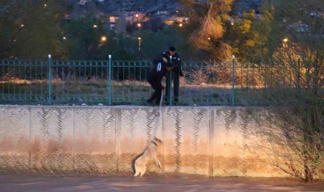 Erzurum'da sokak köpeğine kurtarma operasyonu