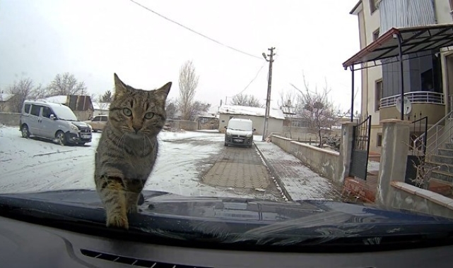 Sevimli kedi araç kamerasında
