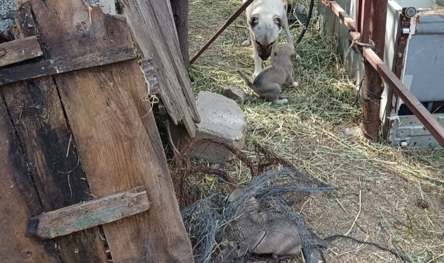 Anne köpeğin kuyuya düşen yavrularına kavuşması yürekleri ısıttı