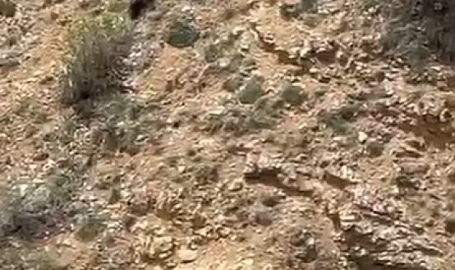 Gümüşhane'de annesini kaybeden yavru ayı bağırarak annesini aradı
