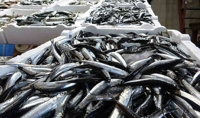 Karadeniz'de balık stokları azalıyor