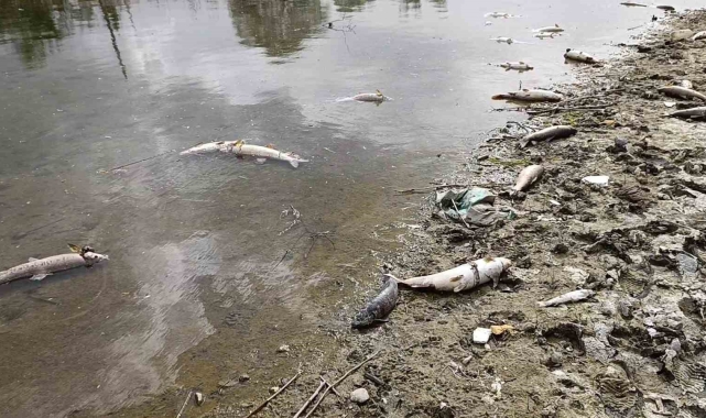 Kızılırmak Nehri'nde elektrik akımıyla avlanan şahıslar onlarca balığı telef etti