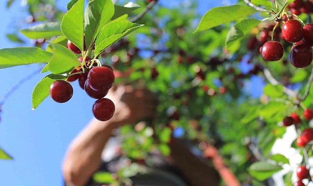 Meyvedeki düşüş tarım işçilerini de kara kara düşündürüyor