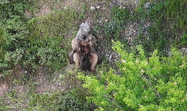 Yavrularını emziren ayı, dronla kaydedildi