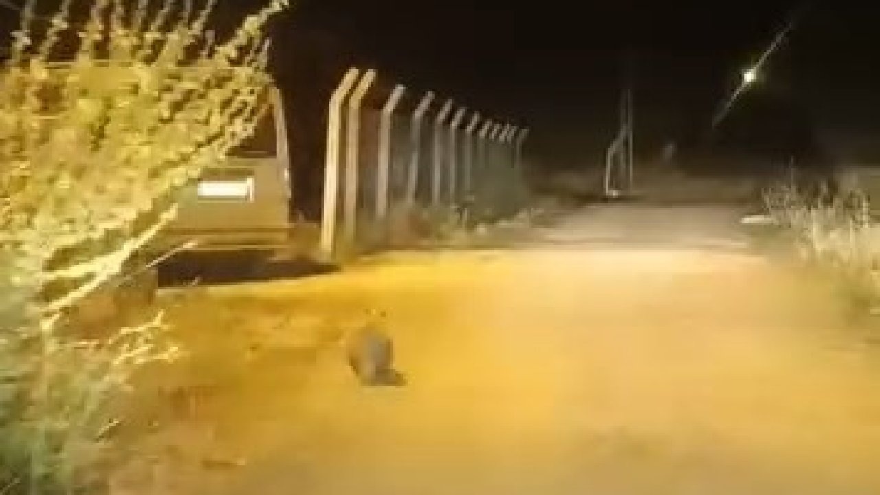 Elazığ’da kırmızı listede bulunan porsuk görüldü