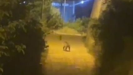 Gümüşhane’de ayı şehir merkezinde görüntülendi