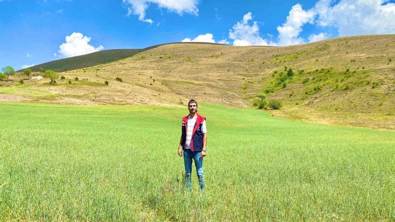 Bayburt’ta yem bitkileri için saha çalışmaları sürüyor