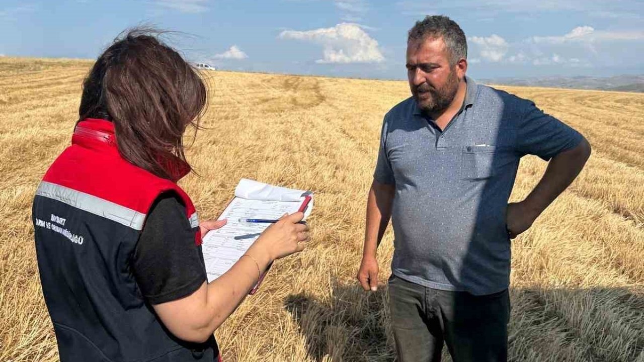 Biçerdöverler işe koyuldu