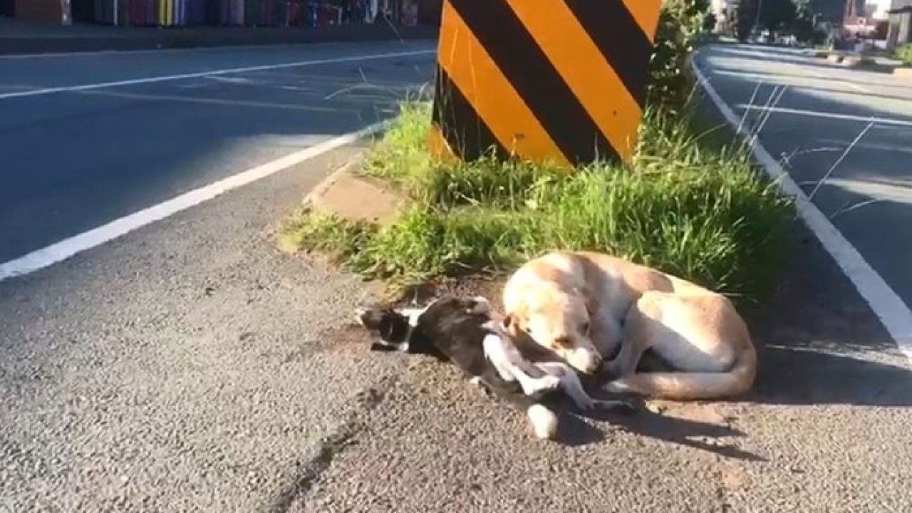 Anne köpek otomobilin çarpması ile telef olan yavrusunun başından ayrılmadı