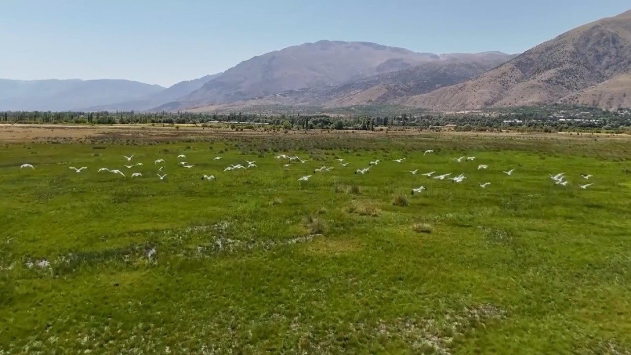 Afrika’dan göç eden leylek sürüsü Erzincan’da mola verdi