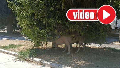 Patili dostları unutmayalım!