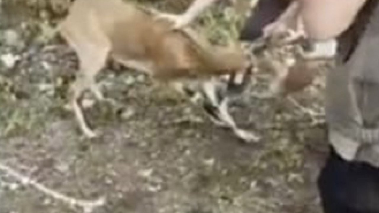 Milli Parklar’ın fendi dağ keçisinin inadını yendi