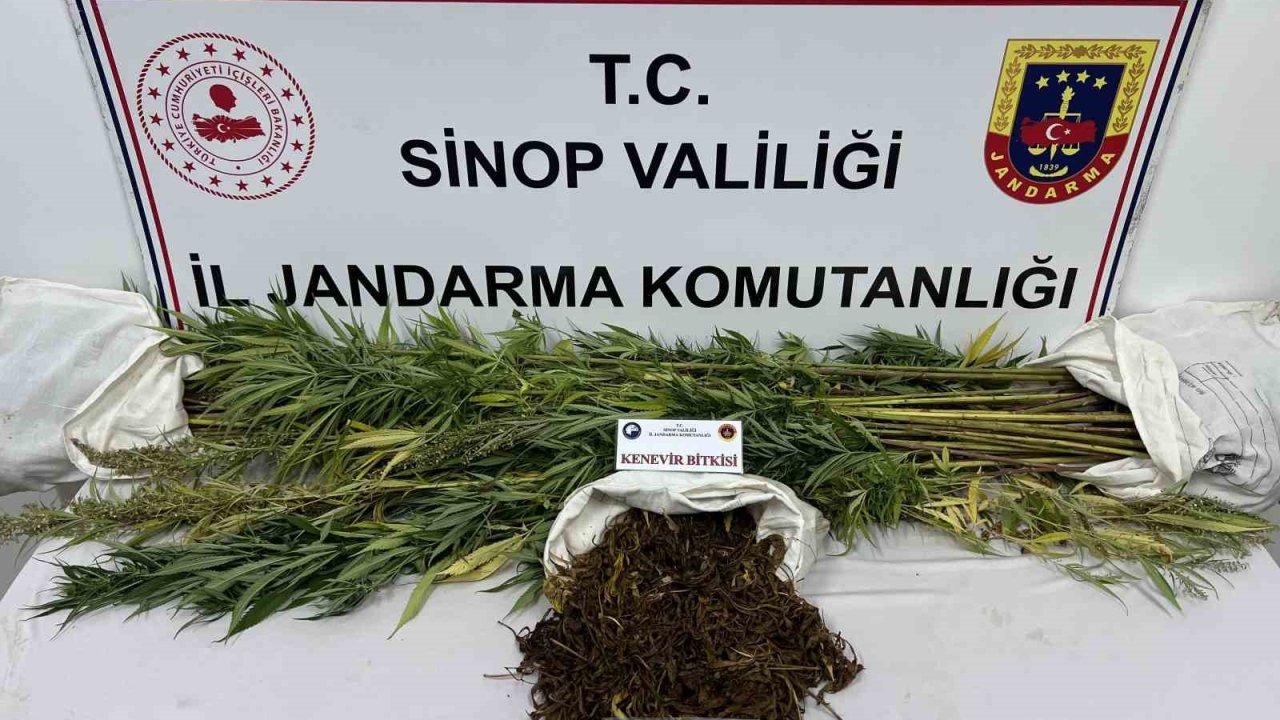 Sinop’ta 425 gram kubar esrar ve 56 kök kenevir bitkisi ele geçirildi
