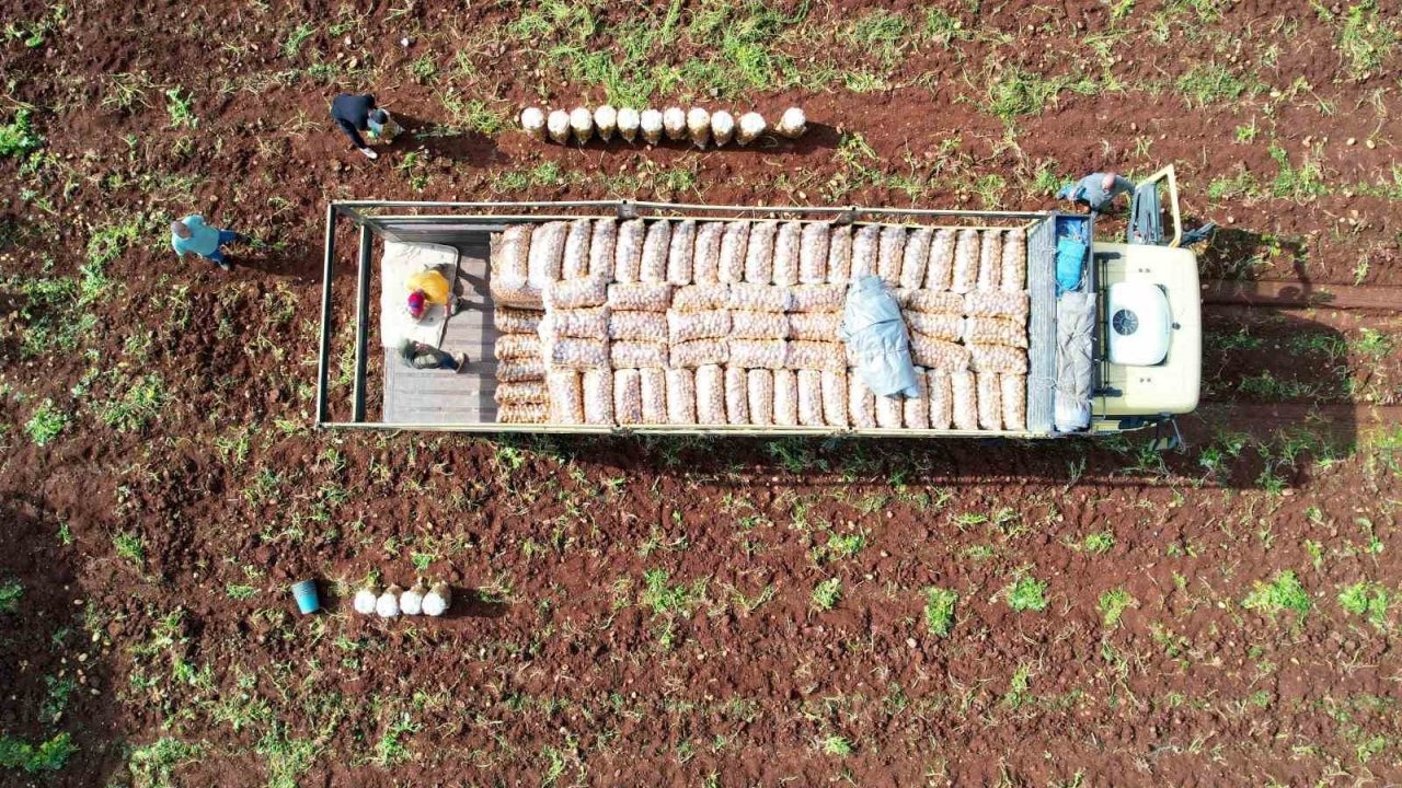Ağustosta en çok ucuzlayan ürün patates oldu