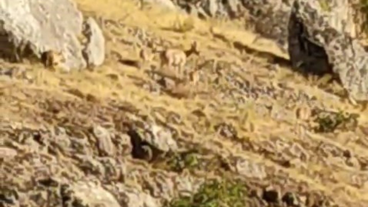 Tarihi Harput Mahallesi’nde dağ keçileri görüldü