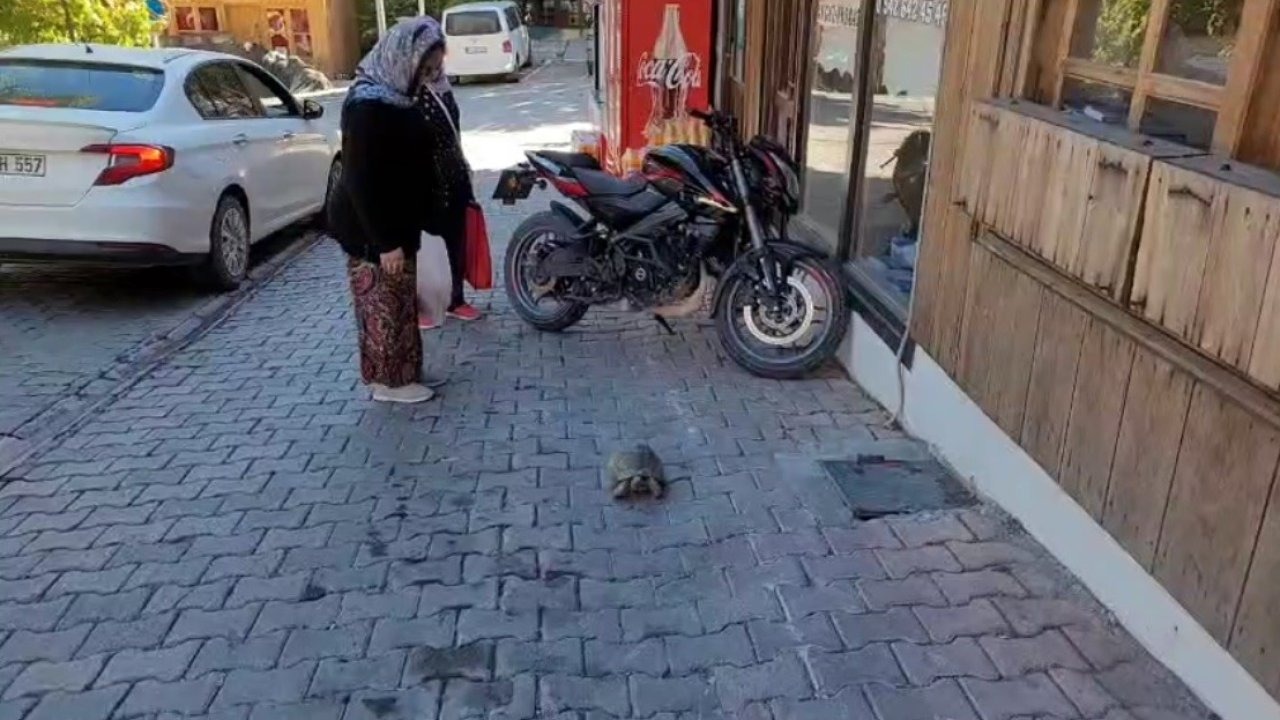 Kemaliye sokaklarında dolaşan kaplumbağa ilgi odağı oldu
