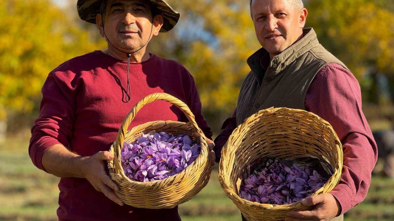 AB tescilli safranın hasadı sürüyor
