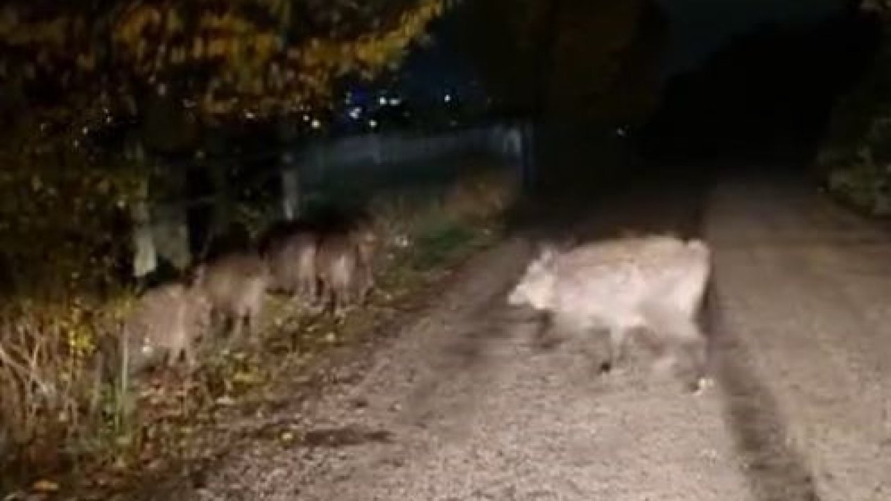 Bolu’da aç kalan domuz sürüsü yola indi