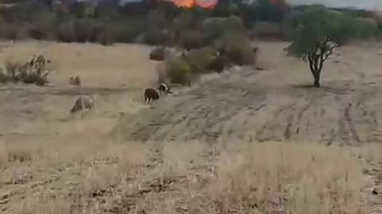 Diyarbakır’da otluk yangını