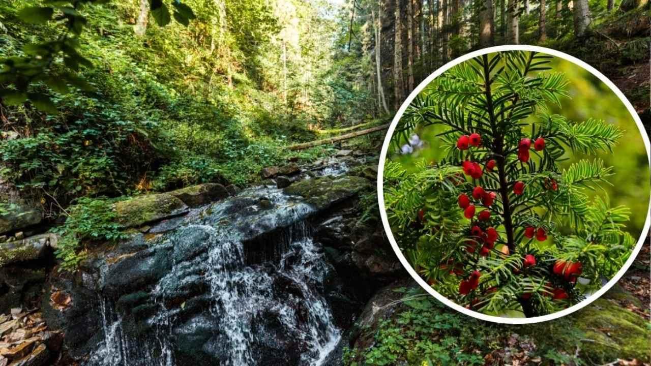 Ormanda görürseniz uzak durun! Kırmızı meyvesiyle büyülüyor zehir saçıyor