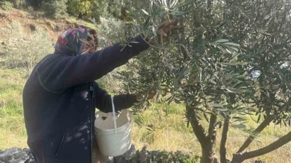 88 yaşındaki Emine nine zeytin hasadında