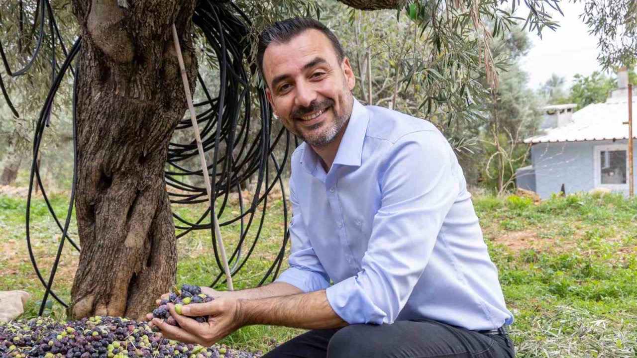 Manavgat Zeytin ve Zeytinyağı Festivali’nin ikincisi 8 Kasım’da başlıyor