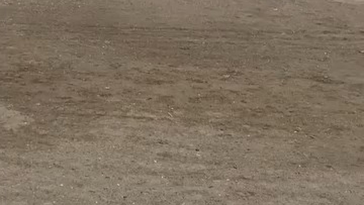 Mudanya sahilinde oltaya takılan martıyı vatandaş kurtardı