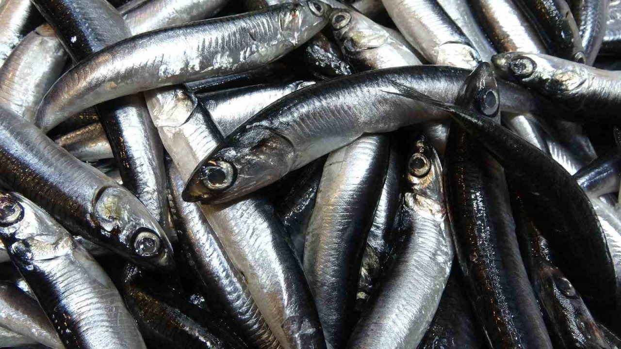 Karadeniz’de hamsi bolluğu sürüyor, mezgit ise birkaç gündür görünmüyor
