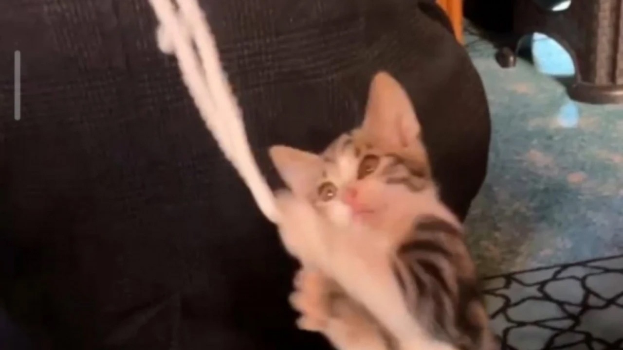 Yavru kedi camide vaaz sırasında cemaatle ve tesbihle oynadı