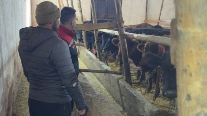 Aydıntepe'de düve teslimatları sürüyor