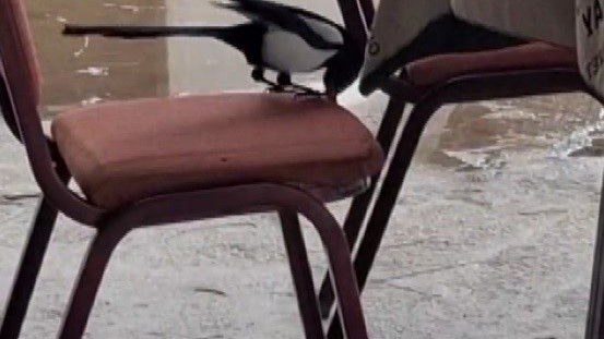 Kahvede oyun değil, saksağanın zekâsı izleniyor