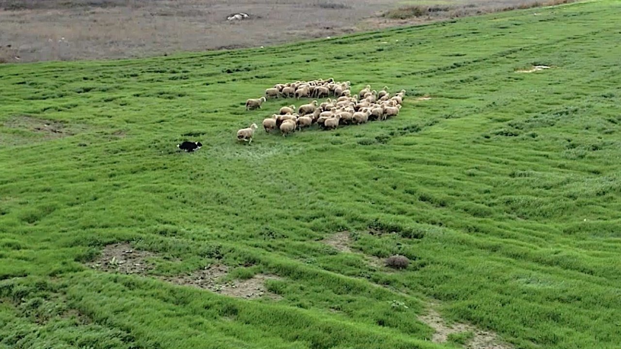 Kangal ve akbaştan sonra çobanlara hareketli ve heyecanlı yeni bir yardımcı geliyor