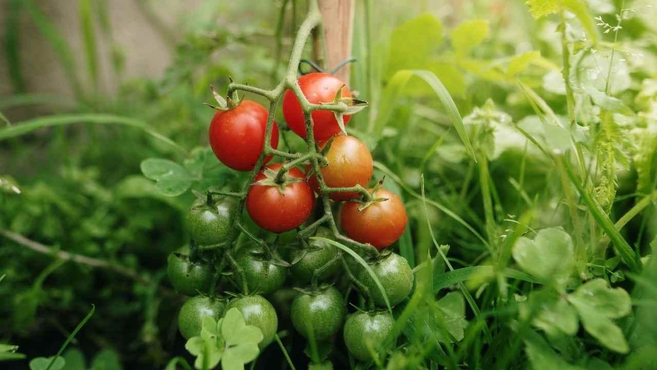 Uzmanlar Ocak ayında ekilmeye değer 7 sebzeyi belirledi
