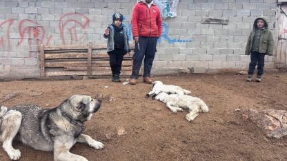 Erzincan’da kuzu telefleriyle ilgili numuneler laboratuvara gönderildi