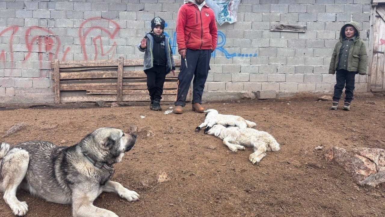 Erzincan’da kuzu telefleriyle ilgili numuneler laboratuvara gönderildi