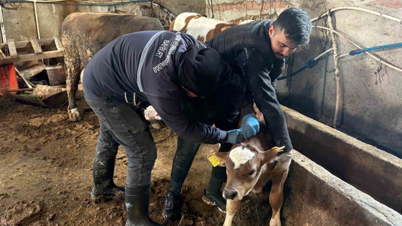 Şap, brusella aşılamaları ve küpeleme çalışmaları sürüyor