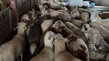 Aydıntepe’de şap hastalığına yönelik NSP ve bağışıklık takibi başlatıldı