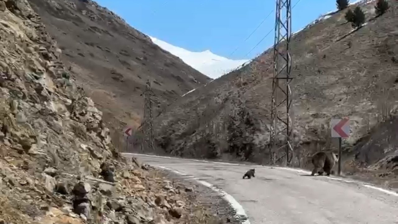 Anne ayı ve yavruları yolda görüntülendi, minik yavrunun çabası gülümsetti
