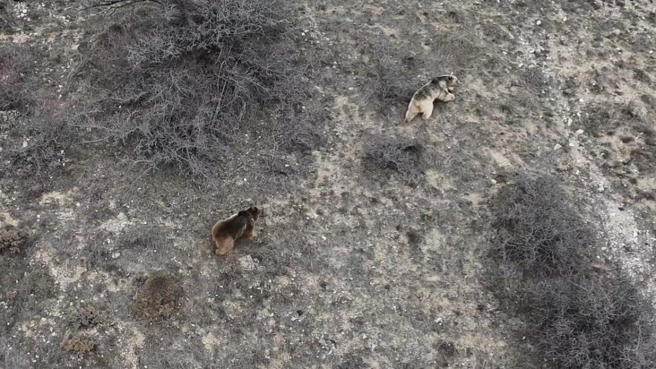Erzincan’da kış uykusundan uyanan ayılar havadan görüntülendi