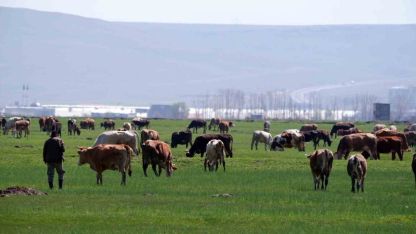 Kurban satışlarında sosyal medya tuzağı