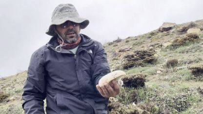 2 bin rakımda yetişen mantar altınla yarışıyor