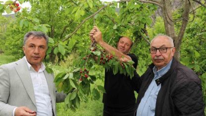 Bu kirazların ilk hasatı satılmıyor, misafirlere ikram ediliyor