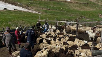 Aydıntepe’de aşılama ve küpeleme çalışmaları sürüyor