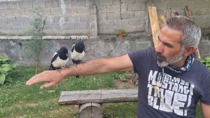 Ağaçtan düşen yavru kuşları sahiplenerek doğaya kazandırıyor
