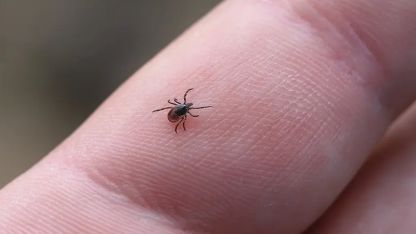 Uzmanından ’kene’ uyarısı: "Panik yapmayın"
