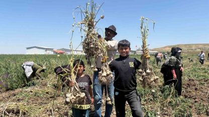 Başkentte alternatif tarımın yeni ürünü: İlk kez yetiştirilen sarımsakta 350 tonluk rekolte