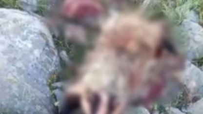 Erzincan’da köpeklerin saldırısına uğrayan porsuk telef oldu