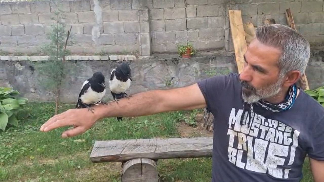 Ağaçtan düşen yavru kuşları sahiplenerek doğaya kazandırıyor