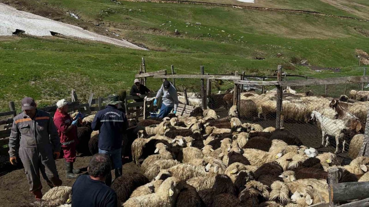 Aydıntepe’de aşılama ve küpeleme çalışmaları sürüyor